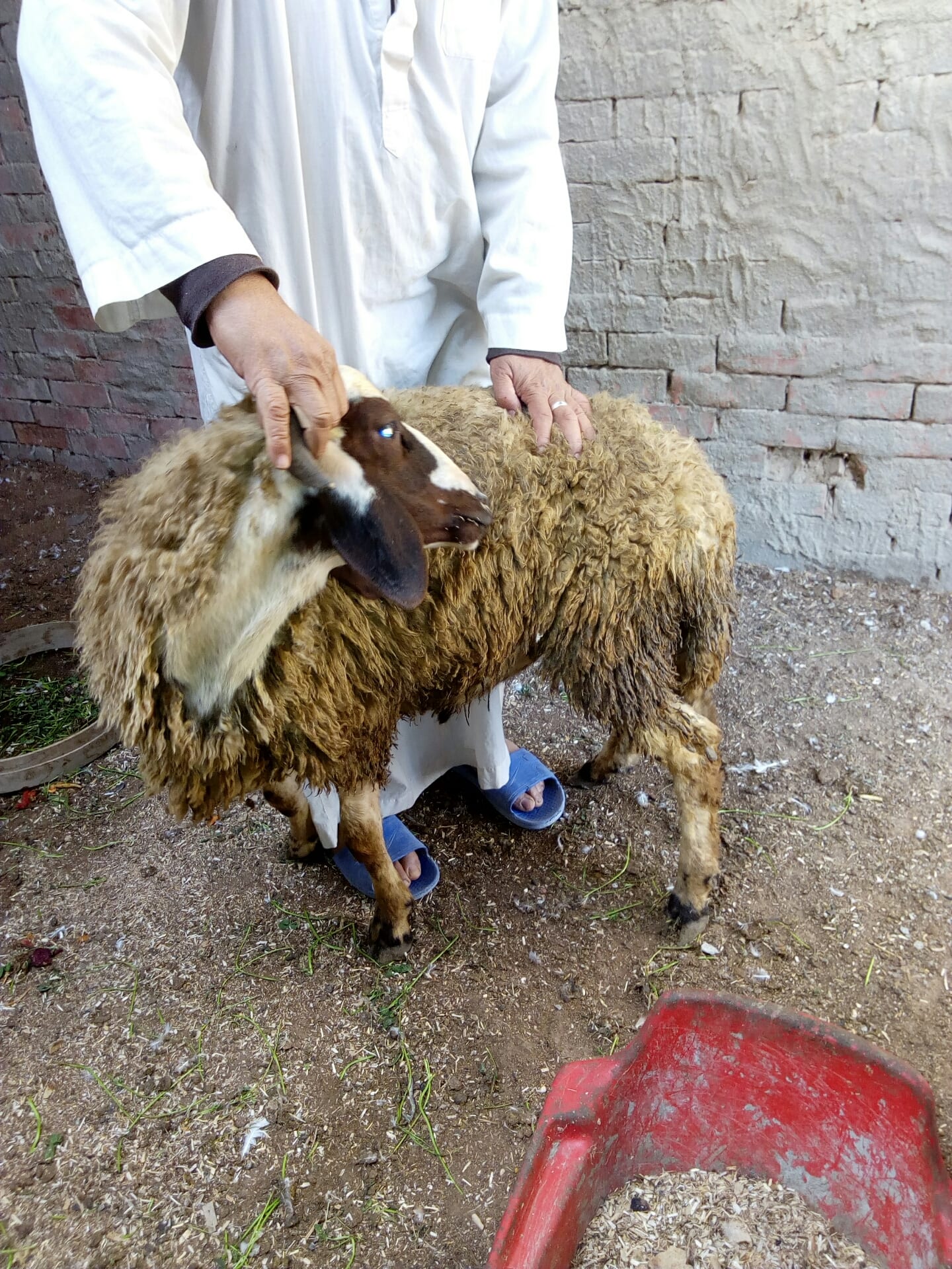 2 خروف كبار لسه مكسروش
لا تنسَ أنك شاهدت هذا الإعلان في عنكبوت
2 خروف كبار لسه لبانه يدخلوا ع...