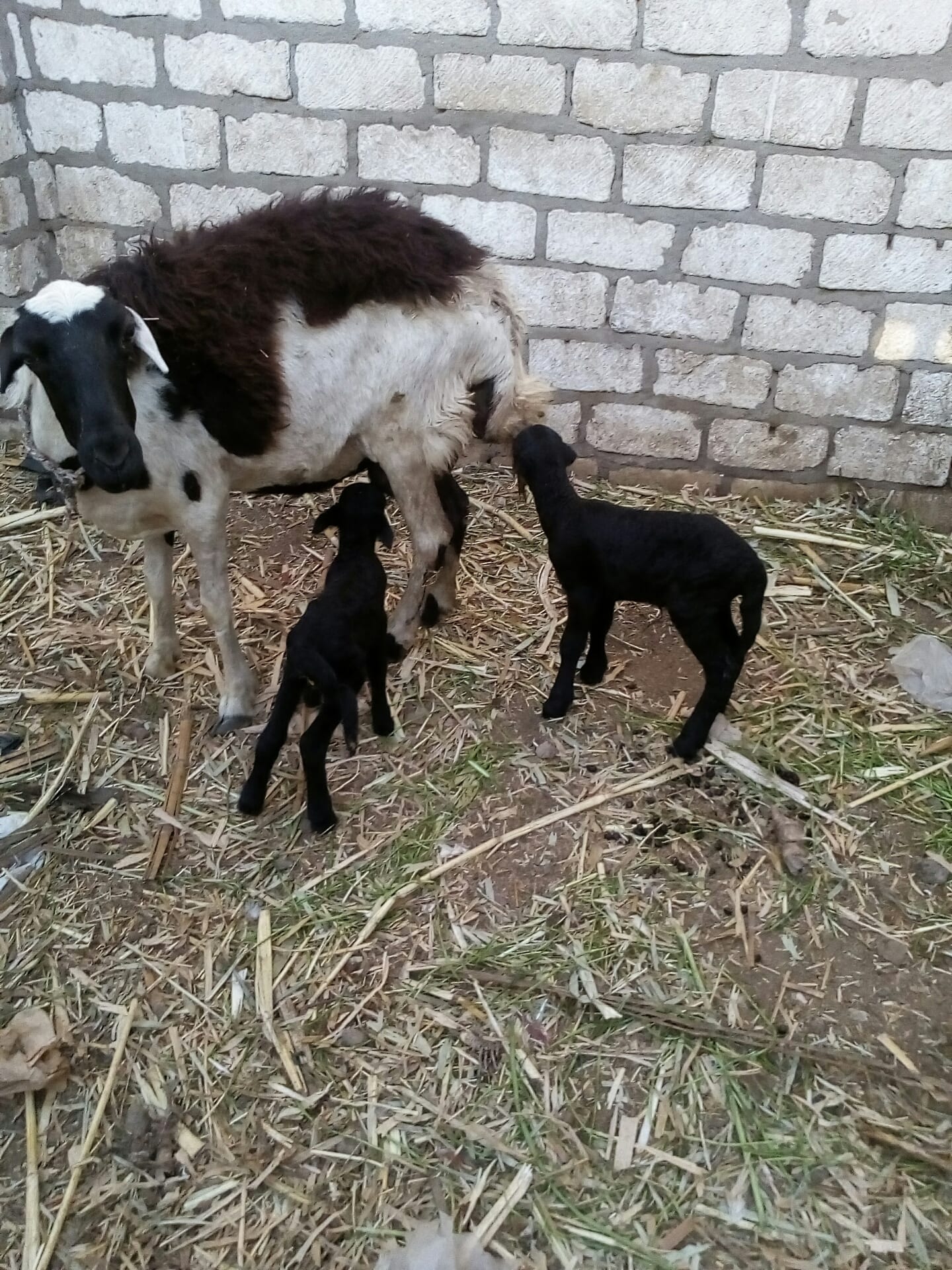 نعجه لسه والده من يوميين 2نتى
لا تنسَ أنك شاهدت هذا الإعلان في عنكبوت
حلال حلال غنم بلدى اصلى...