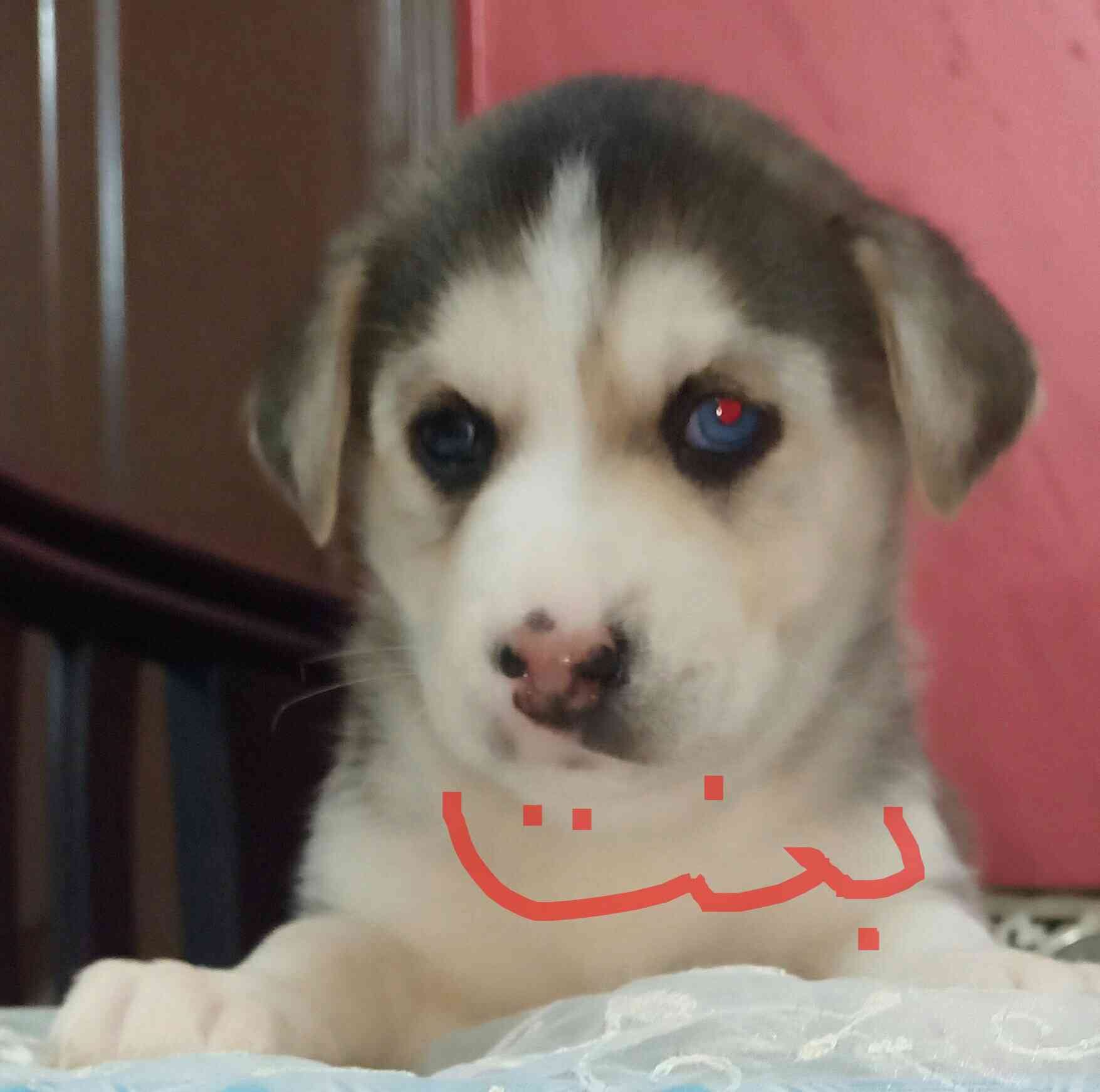 جراوي هاسكي
لا تنسَ أنك شاهدت هذا الإعلان في عنكبوت
جراوي هاسكي عيون زرقاء كريستال وعين وعين...