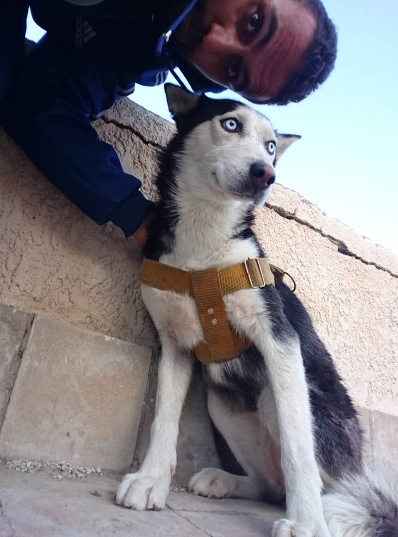 كلب هاسكي للبيع فقط
لا تنسَ أنك شاهدت هذا الإعلان في عنكبوت
انثي هاسكي عمر سنه و 4 شهور لم يس...