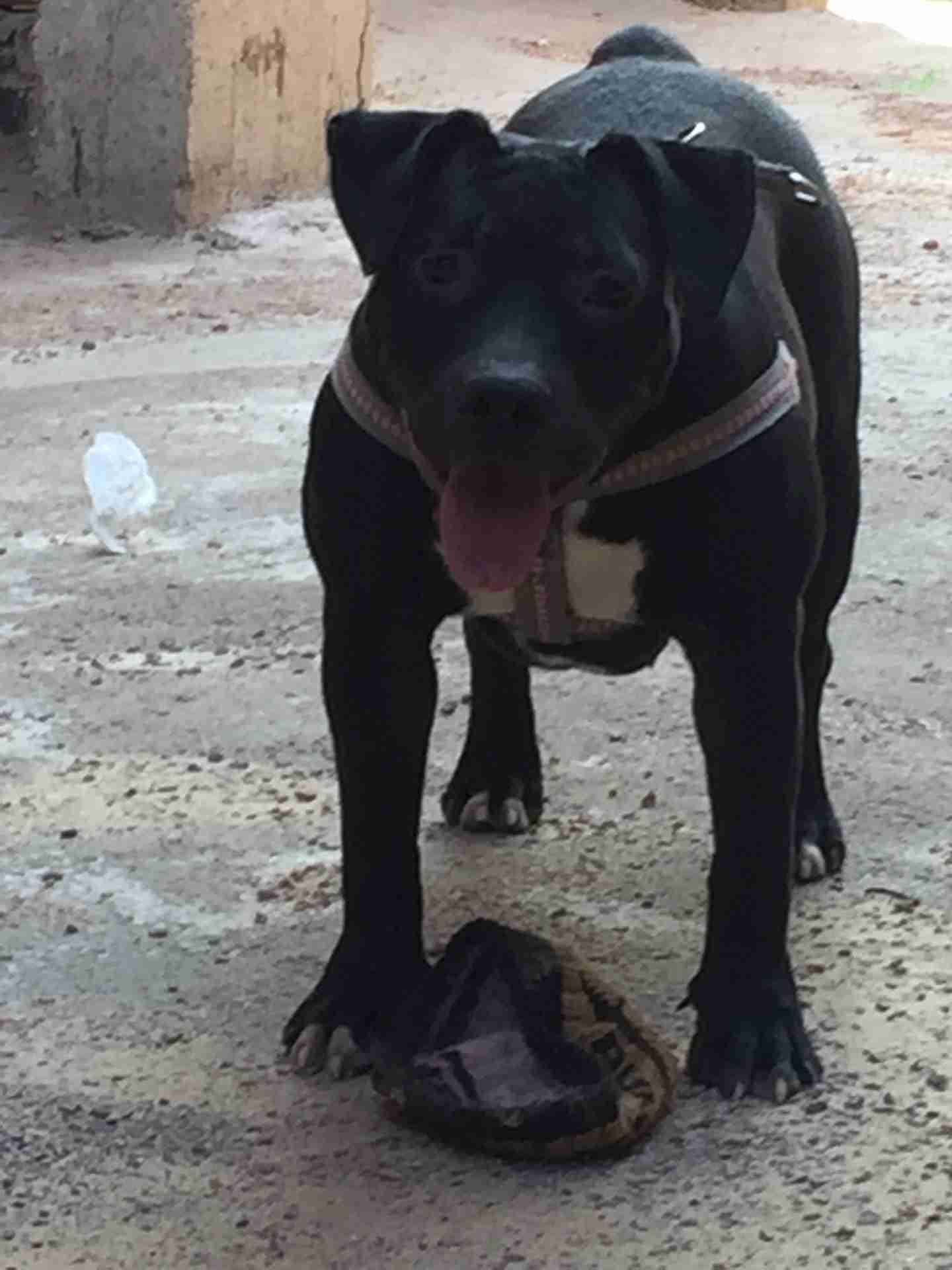 bitbull female 7 months for sale
لا تنسَ أنك شاهدت هذا الإعلان في عنكبوت
انثي بيتبول 7 شهور م...