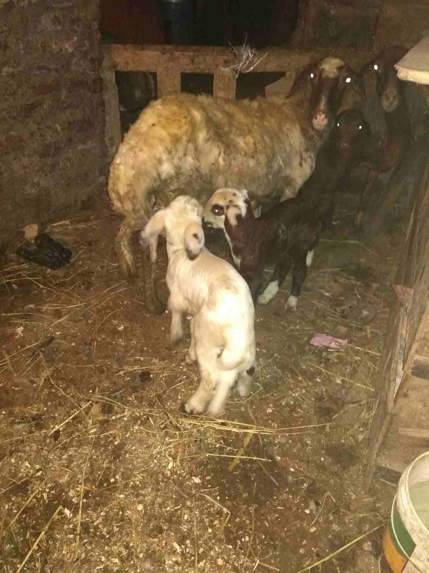 بصحه جيده
لا تنسَ أنك شاهدت هذا الإعلان في عنكبوت
لبنيه أول ولده لها وراه اثنين ذكرونتيه مشاء الل...