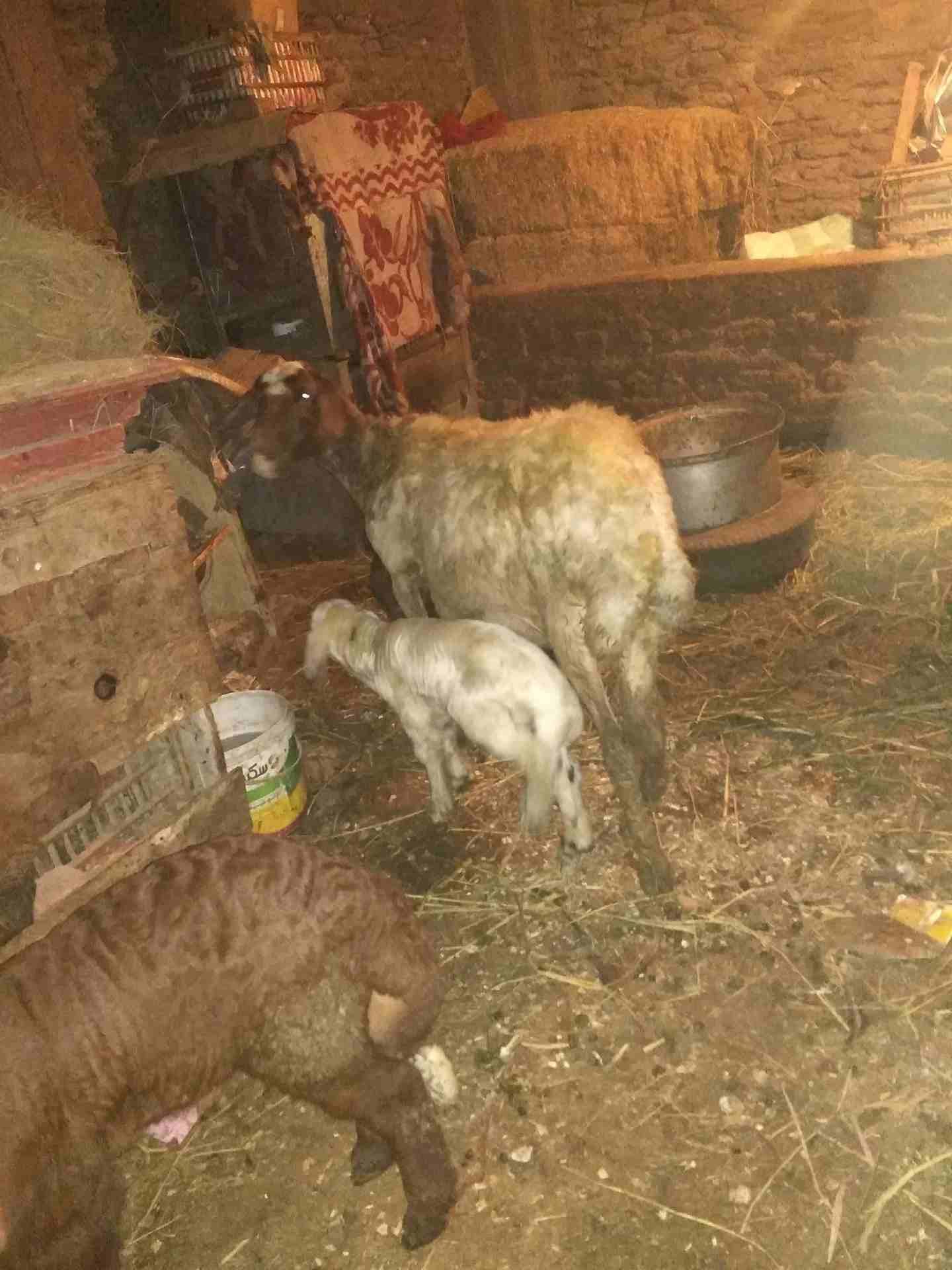 بصحه جيده
لا تنسَ أنك شاهدت هذا الإعلان في عنكبوت
لبنيه أول ولده لها وراه اثنين ذكرونتيه مشاء الل...