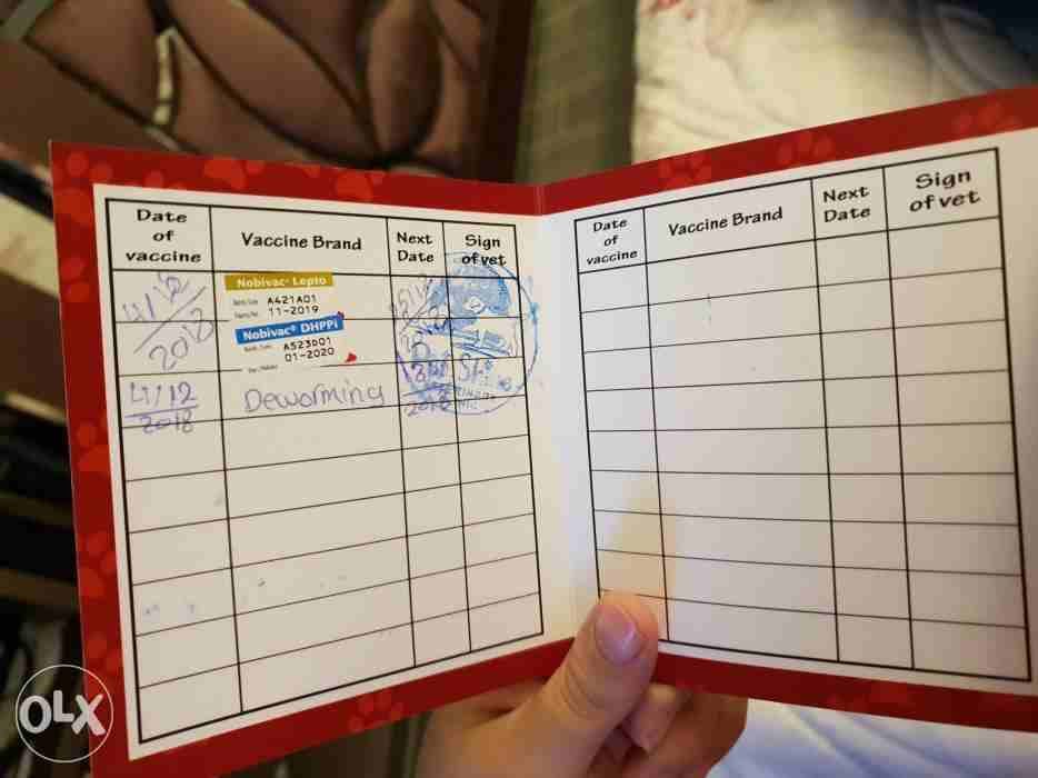 كلب جريفون عمره 3 شهور
لا تنسَ أنك شاهدت هذا الإعلان في عنكبوت
جريفون عمره 3 شهور
تم تطعيمه 3 تط...