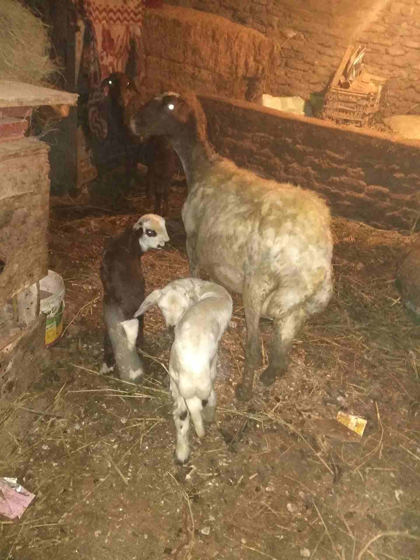 بصحه جيده
لا تنسَ أنك شاهدت هذا الإعلان في عنكبوت
لبنيه أول ولده لها وراه اثنين ذكرونتيه مشاء الل...