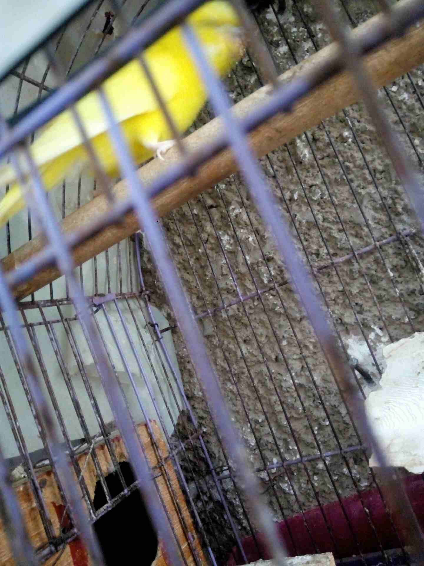 عصافير استرالي اجواز شغالين وشبابات عينها حمرااا
لا تنسَ أنك شاهدت هذا الإعلان في عنكبوت
عصافير ا...