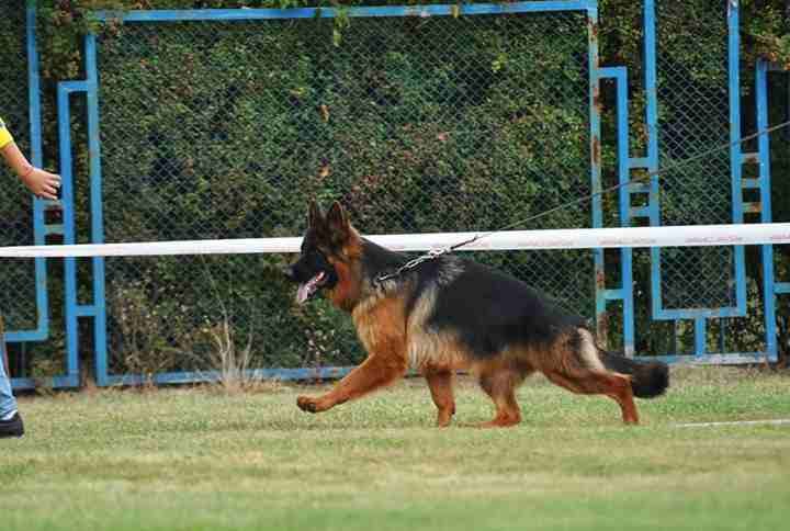 For Sale
Super (German shaperd )
لا تنسَ أنك شاهدت هذا الإعلان في عنكبوت
For Sale ..........
Sup...