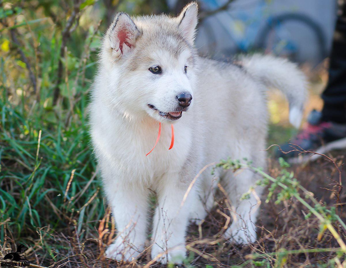 For Sale
Super jumpo ( AIaskan malamute )
لا تنسَ أنك شاهدت هذا الإعلان في عنكبوت
For Sale......