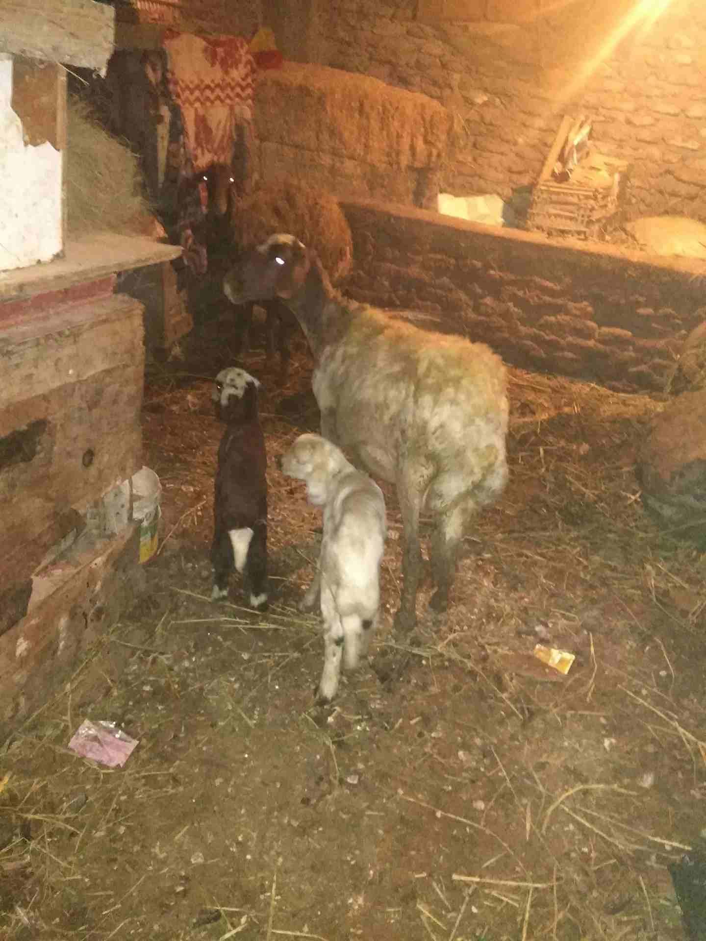 بصحه جيده
لا تنسَ أنك شاهدت هذا الإعلان في عنكبوت
لبنيه أول ولده لها وراه اثنين ذكرونتيه مشاء الل...