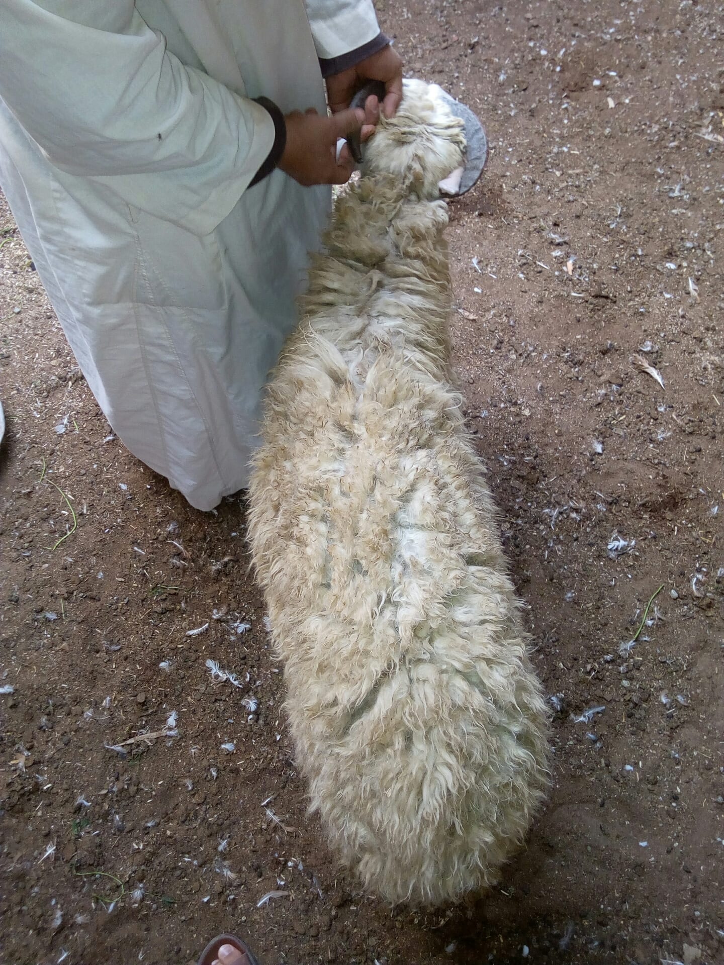2 خروف كبار لسه مكسروش
لا تنسَ أنك شاهدت هذا الإعلان في عنكبوت
2 خروف كبار لسه لبانه يدخلوا ع...