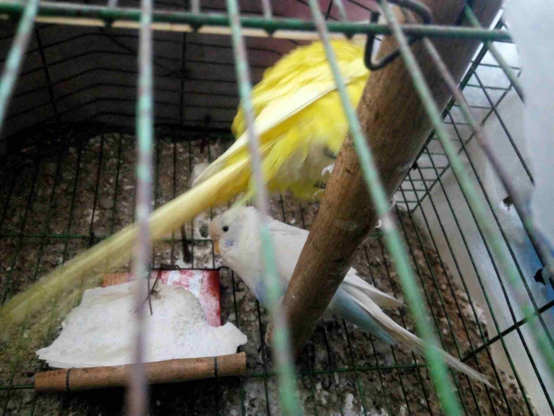 عصافير استرالي اجواز شغالين وشبابات عينها حمرااا
لا تنسَ أنك شاهدت هذا الإعلان في عنكبوت
عصافير ا...