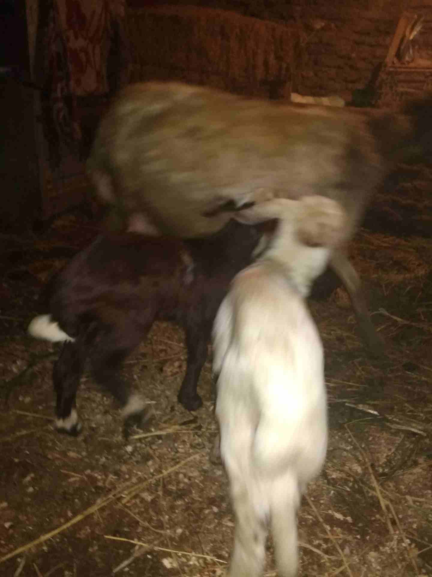 بصحه جيده
لا تنسَ أنك شاهدت هذا الإعلان في عنكبوت
لبنيه أول ولده لها وراه اثنين ذكرونتيه مشاء الل...