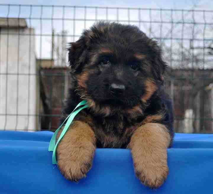 For Sale
Super (German shaperd )
لا تنسَ أنك شاهدت هذا الإعلان في عنكبوت
For Sale ..........
Sup...