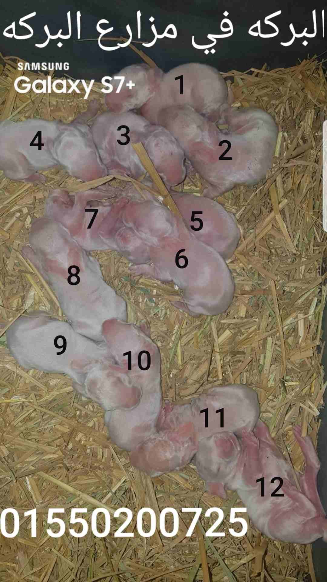 مزراع البركه
لا تنسَ أنك شاهدت هذا الإعلان في عنكبوت
مزراع البركه
ارانب
بطاريات
اعلاف
اشراف
تسو...