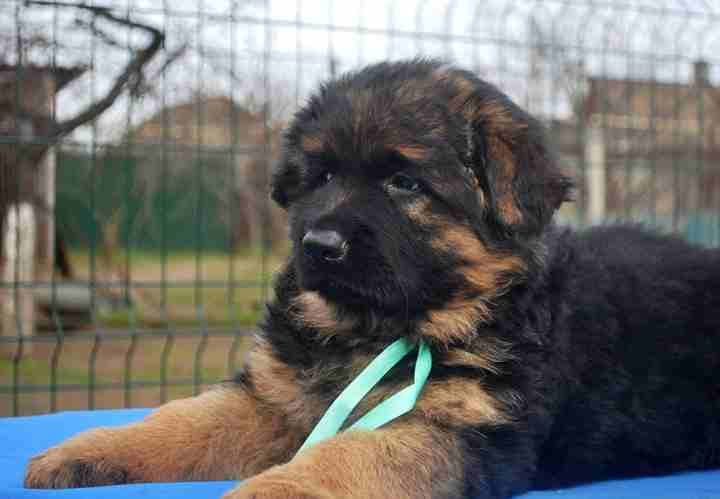 For Sale
Super (German shaperd )
لا تنسَ أنك شاهدت هذا الإعلان في عنكبوت
For Sale ..........
Sup...