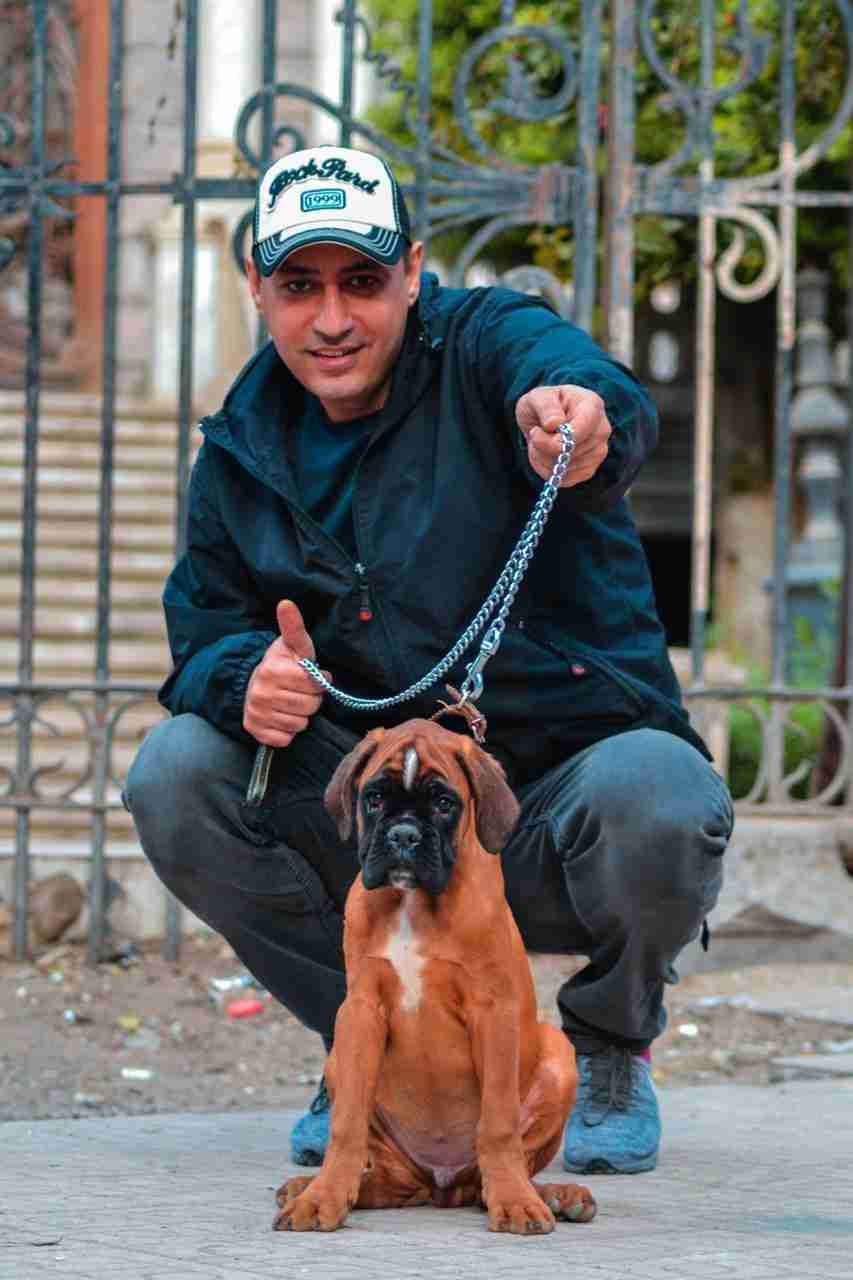 أجمل جرو بوكسر وارد الخارج
لا تنسَ أنك شاهدت هذا الإعلان في عنكبوت
Avialable in egypt
For Sal...