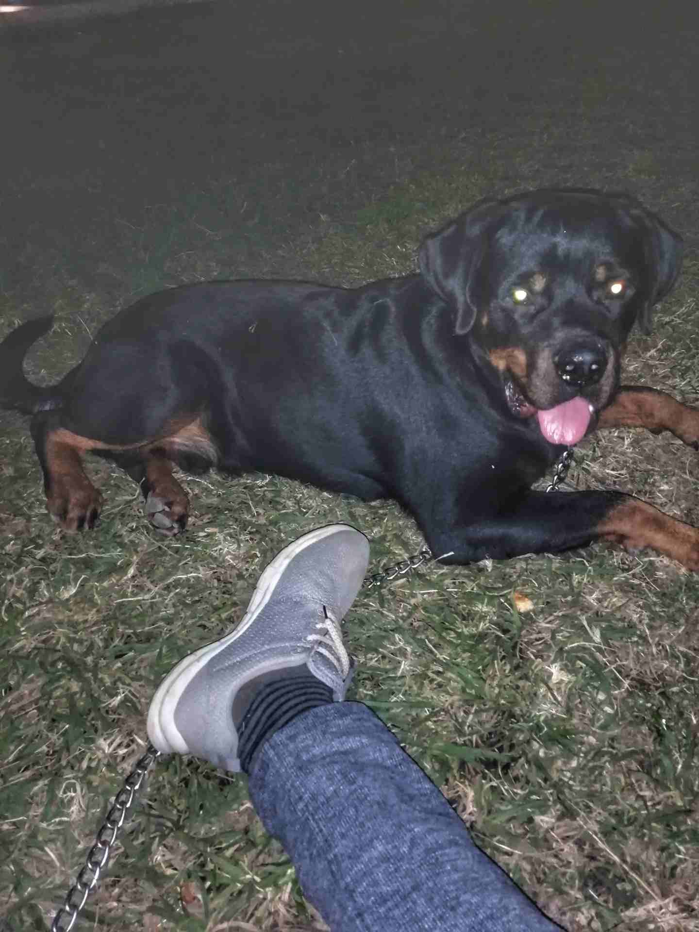 ذكر Rottweiller للبيع 10 شهور
لا تنسَ أنك شاهدت هذا الإعلان في عنكبوت
بسم الله ما شاء الله لا...