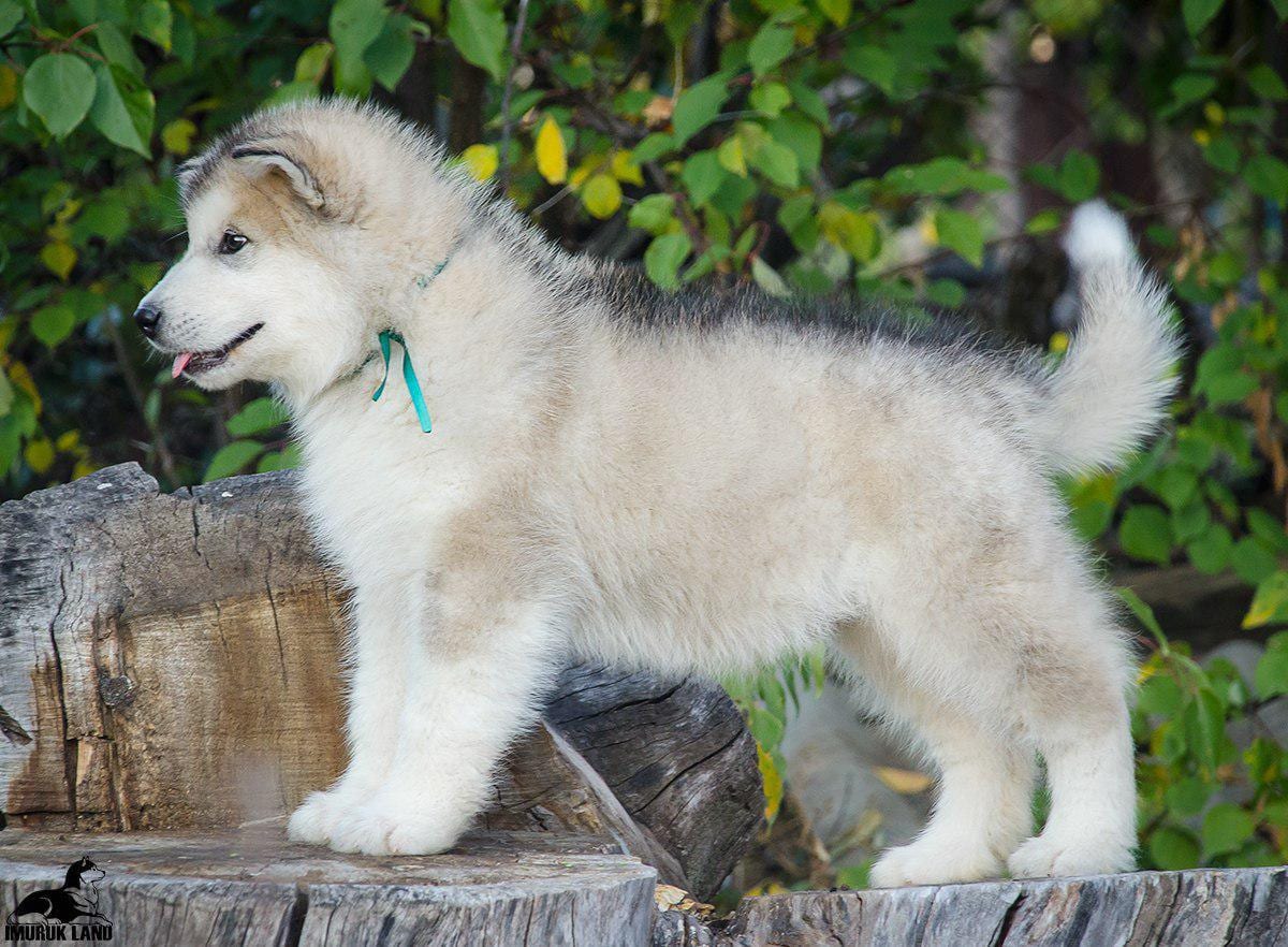 For Sale
Super jumpo ( AIaskan malamute )
لا تنسَ أنك شاهدت هذا الإعلان في عنكبوت
For Sale......