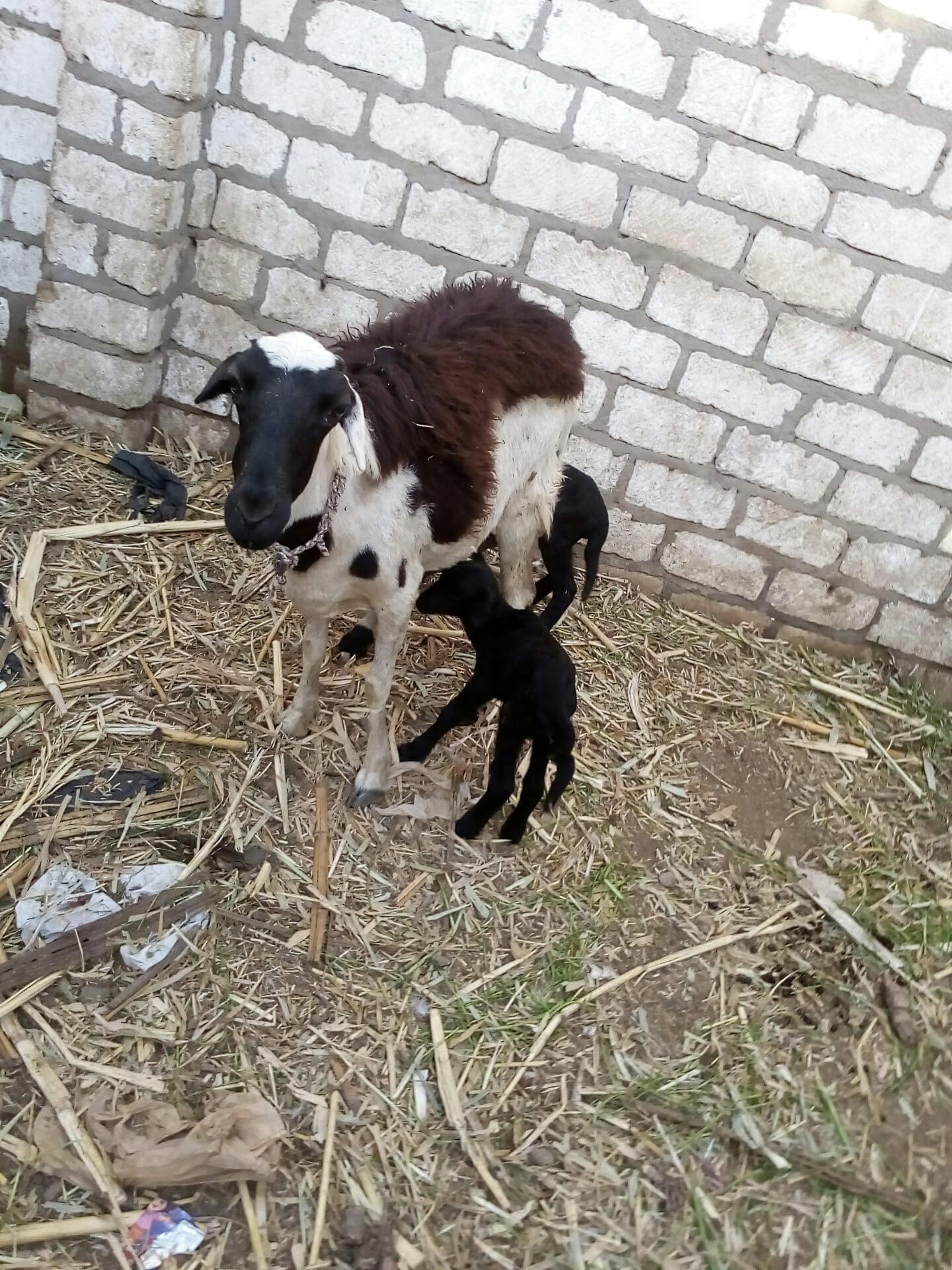 نعجه لسه والده من يوميين 2نتى
لا تنسَ أنك شاهدت هذا الإعلان في عنكبوت
حلال حلال غنم بلدى اصلى...