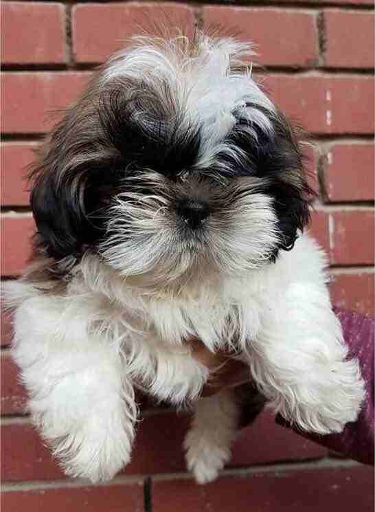 shihtzu puppy imported / تشيتزو مستورد
لا تنسَ أنك شاهدت هذا الإعلان في عنكبوت
Shih-tzu Puppy For...