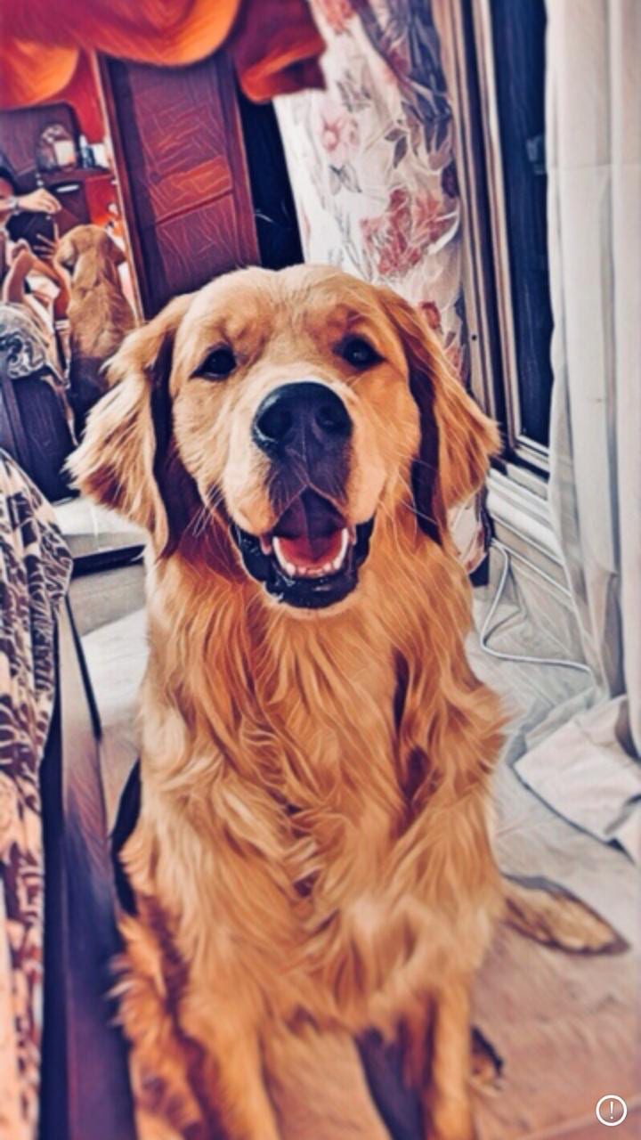 golden retriever
لا تنسَ أنك شاهدت هذا الإعلان في عنكبوت
Male
45 days
Vaccianted...