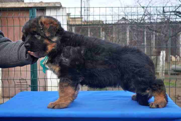 For Sale
Super (German shaperd )
لا تنسَ أنك شاهدت هذا الإعلان في عنكبوت
For Sale ..........
Sup...