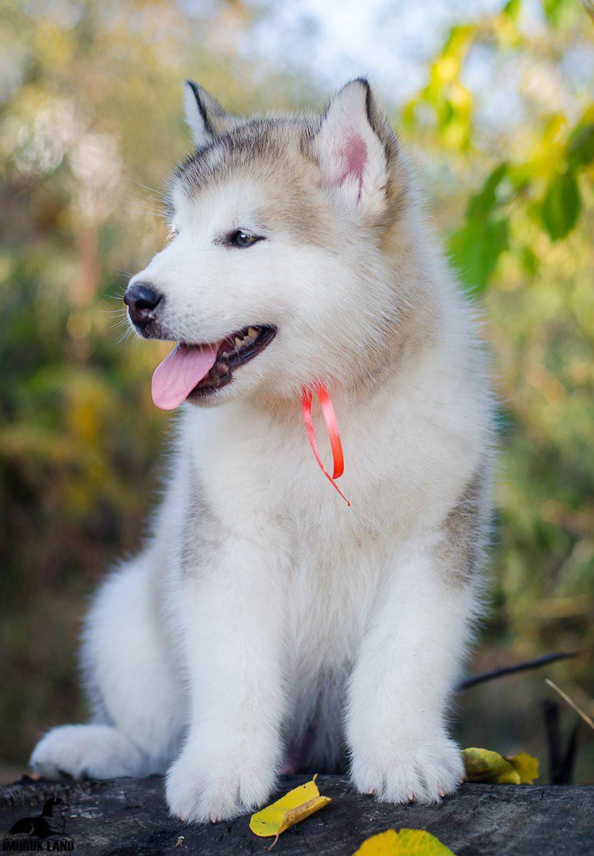For Sale
Super jumpo ( AIaskan malamute )
لا تنسَ أنك شاهدت هذا الإعلان في عنكبوت
For Sale......