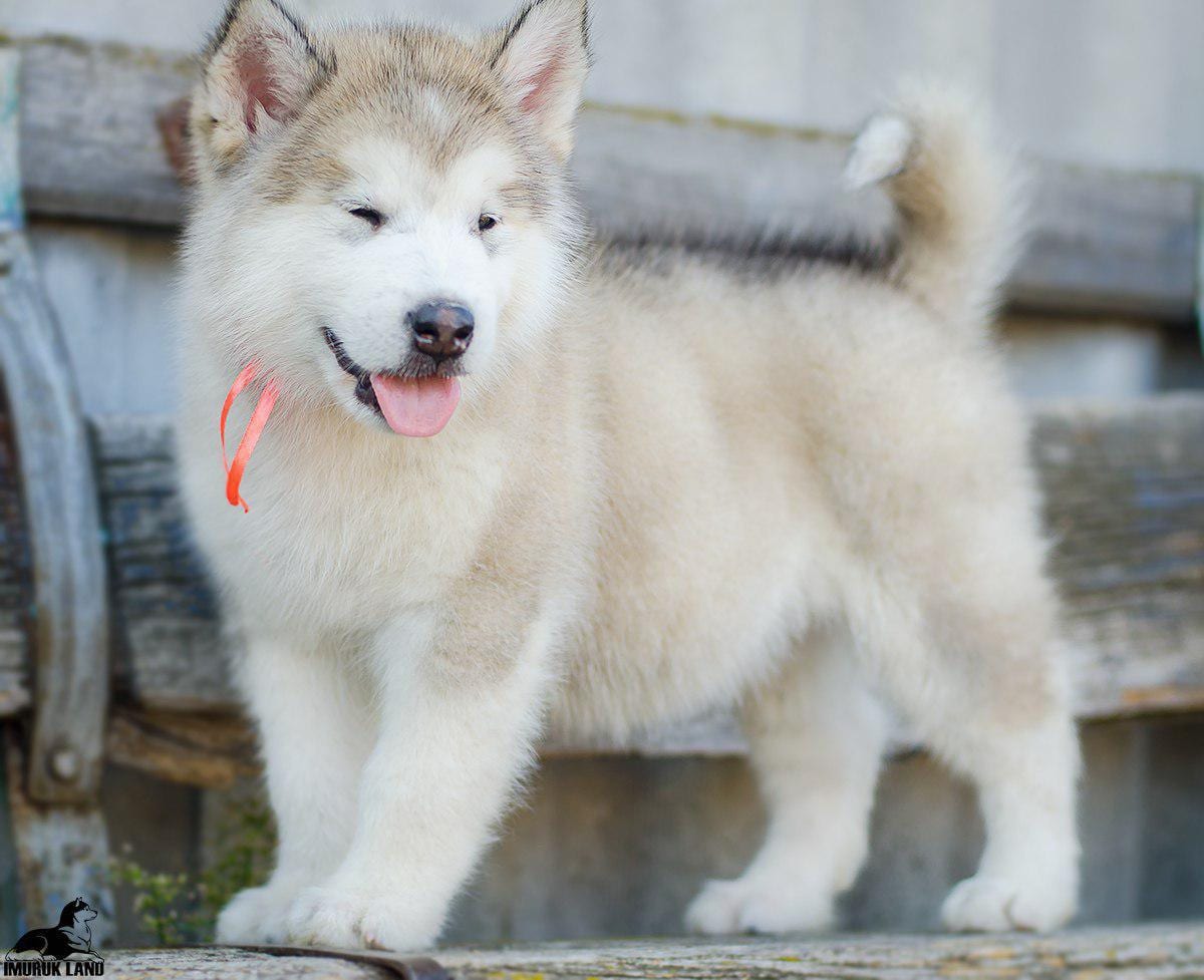 For Sale
Super jumpo ( AIaskan malamute )
لا تنسَ أنك شاهدت هذا الإعلان في عنكبوت
For Sale......