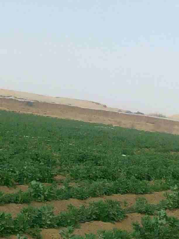 عاينت مواقع كتير ولسه مستقرتش ؟😅
نفسك تشتري ارض مزروعه ؟🌿
طبعا الاراضي المزروعه كتير بس مش اللي بتنتج خضار في خلال 40 يوم
ايوه 40 يوم 🤩
ادفع 100 الف واستلم قطعه ارض 5 فدان مزروعه خضراوات تروي من ا...