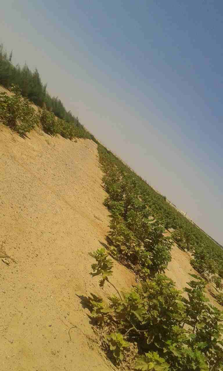 امتلك 5 فدان مجهزين بشبكات الري وجاهزين علي الزراعه في مدينه نهر الخير الزراعيه
مميزات المشروع
1- خصوبه الأرض وجودنها تقدر تزرع أي حاجه لجميع الأنواع سواء خضار او اشجار أو محاصيل
2- التربه رمليه طف...