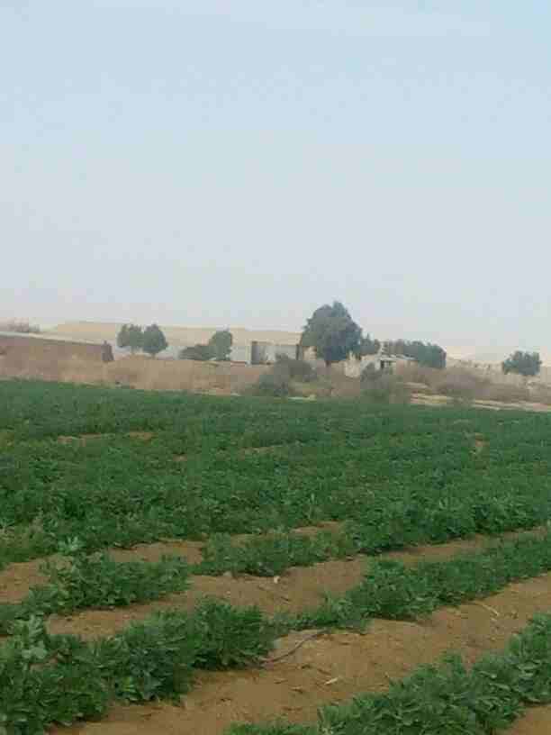 مستني اي الحق احجز قطعتك مع شركه الريف المصري واستلم فوري 🧐 بمواقعها علي طريق العياط التابعه لمحافظتي الجيزه
مساحات مختلفه تبدا من 5 فدان الي 300 فدان 🍀
اسعار متفاوته تبدا من 35 الف حسب القرب والب...
