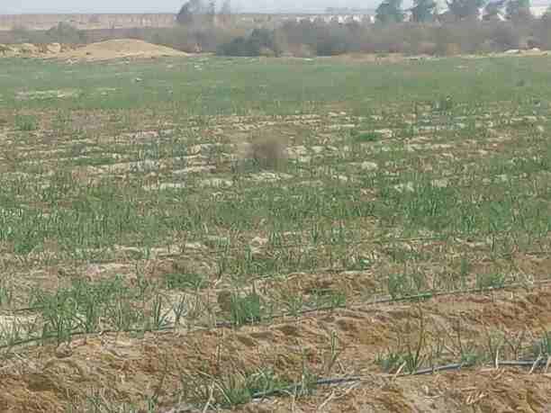 نفسك تعمل مشروع معين 🧐مزرعه سمكيه 🐟 او عنبر مواشي🐃 او حتي هنجر دواجن🐓 ؟
طب اي رايك مشروعك ده يبقا ضمن مزرعتك المزروعه بالفعل ( خضراوات )
مستني اي شركتنا تطرح 50 فدان كاملين المرافق ☘️🏠
الموقع با...