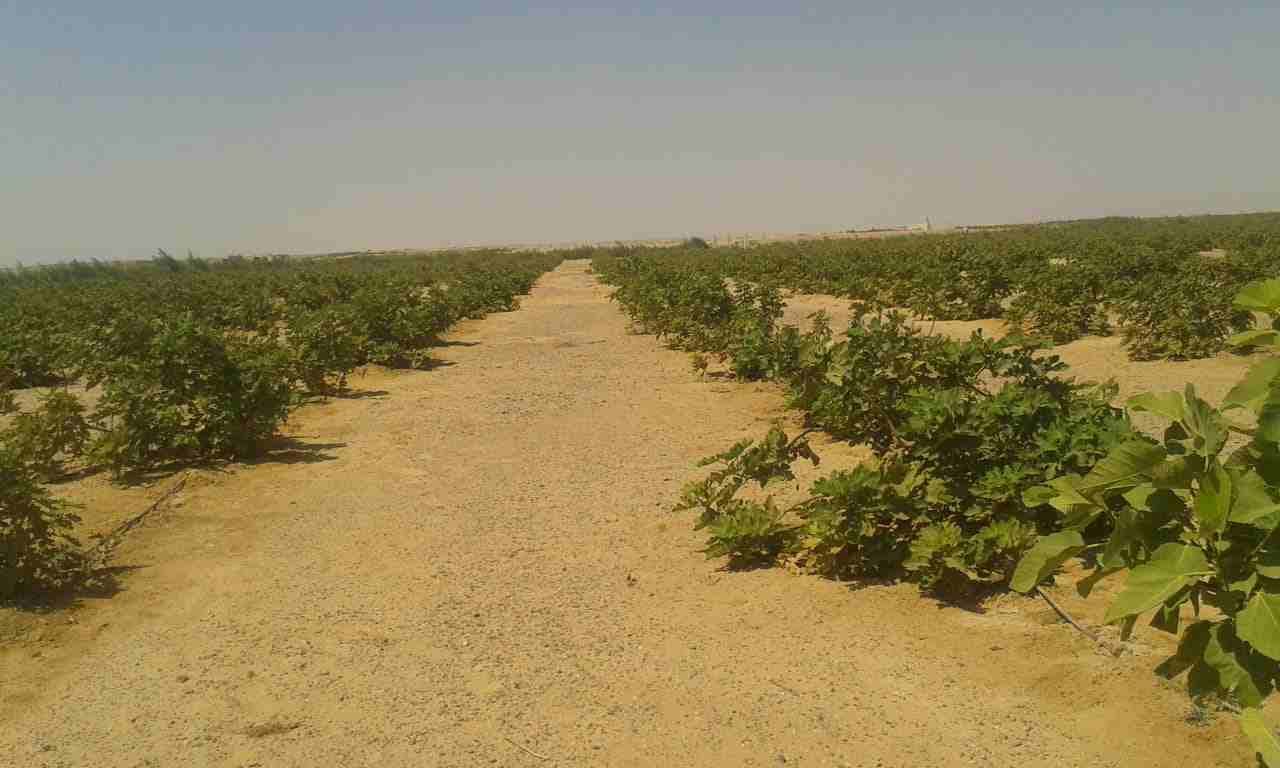 استثمر في 5 فدان مستصلحة جاهزة للزراعه بمحافظة المنيا يتوافر به مصدر للمياه صالحة للشرب وكهرباء واكبر محطة طاقة شمسية ,مساحة مباني لكل فدان
ملحوظة بيتم استلام الارض بشبكة الري
لمزيد من التواصل يرجي...