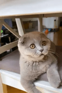 Imported scottish fold kitten from ukraine best price