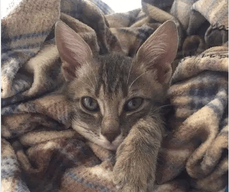 Male kitten available