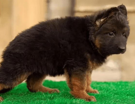 Puppies German shepard 45 days pure 100% home preading