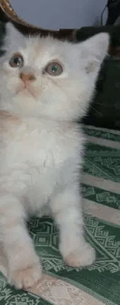 قط شيرازي