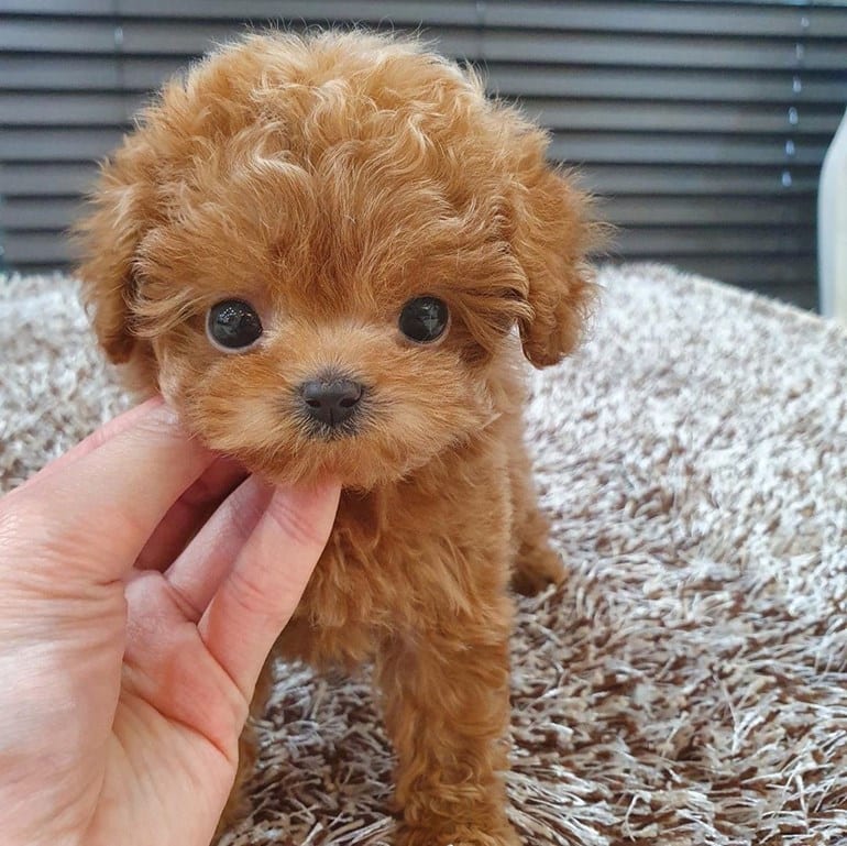 Gorgeous toy poodle puppies for sale
These puppies have have had the best start possible being brought up in our busy family home being spoil by my three children they will be used to household noises...