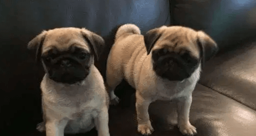 Pug puy