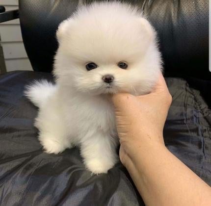 Awesome Teacup pomeranian puppies ready now
My clever beautiful friendly puppies one lovely boy and one beautiful girl. These babies have been vet checked and had their first vaccination and microchip...