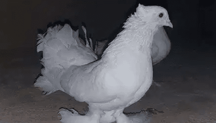 حمام هندي